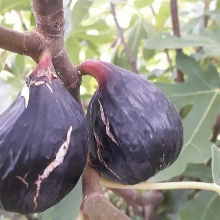 酒店 Le Perche Ceronnais