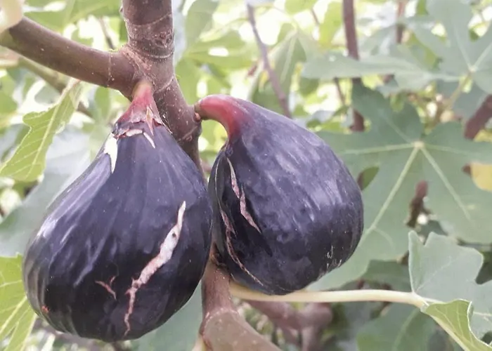 Hotel Le Perche Ceronnais