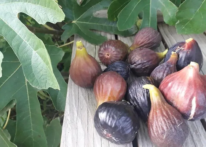 Le Perche Céronnais